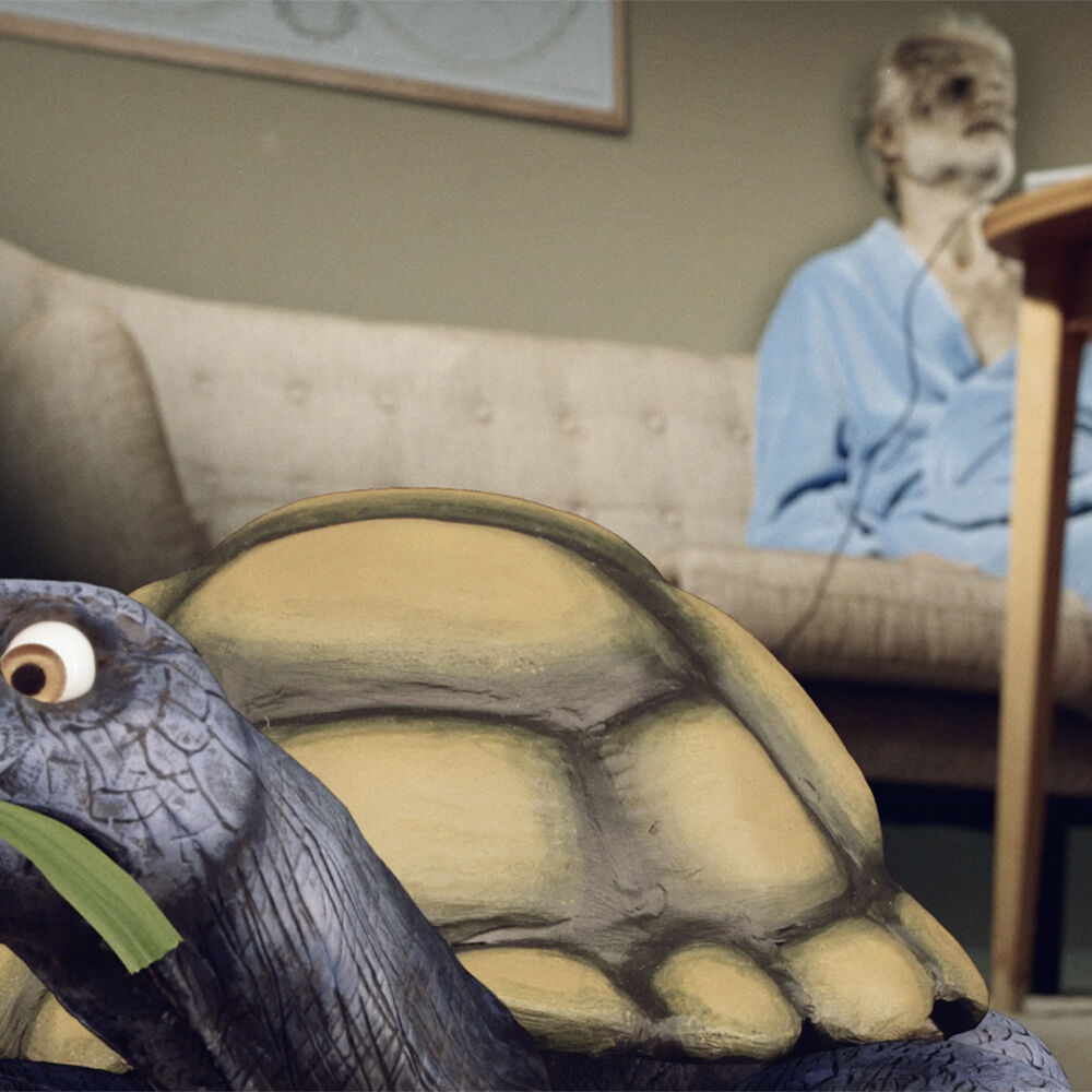 Tortoise in Time Still