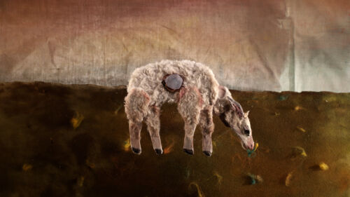 sheep story 1