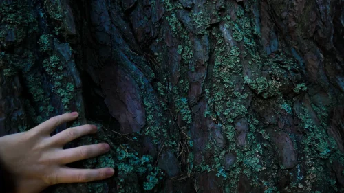 Big Tree_primaryStill_01