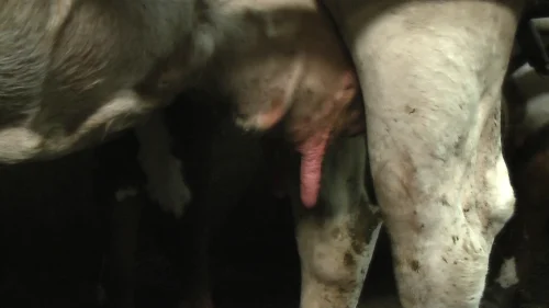 Milking Parlour (Mjölkgropen)