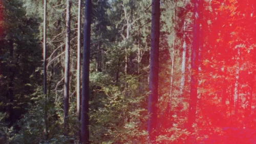 Red forests