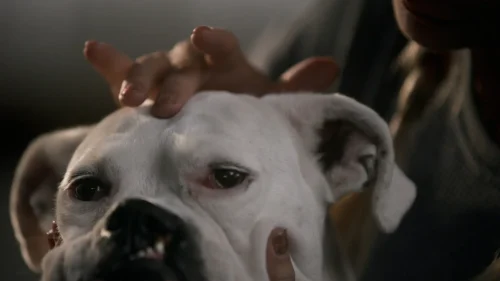 The School of Canine Massage_primaryStill_01