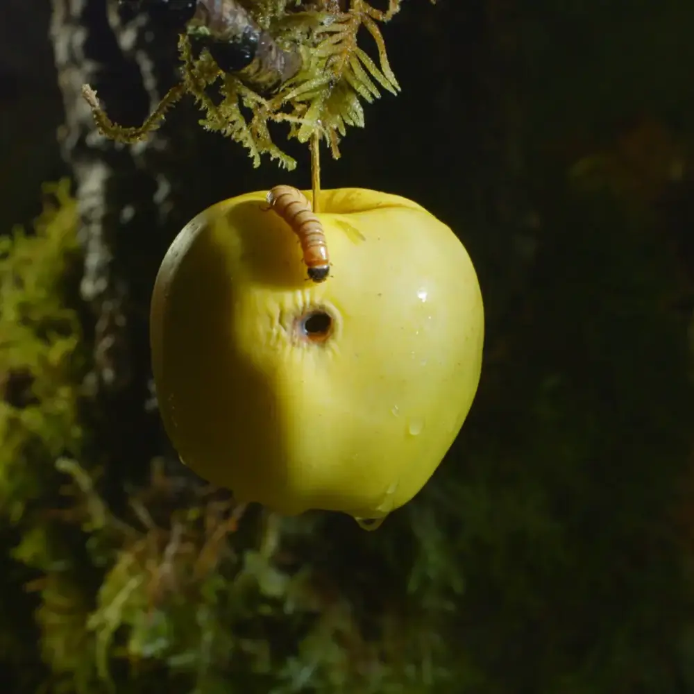 FF-Compost 2
