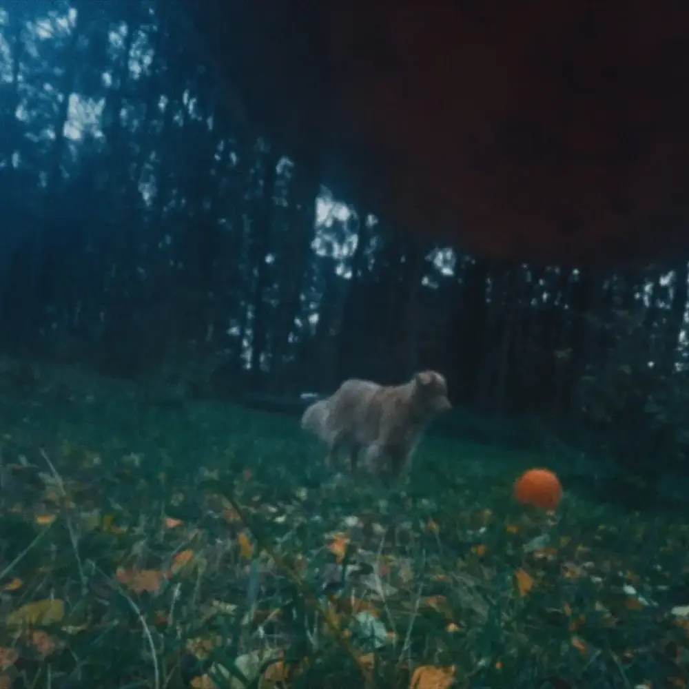 Animals-Unknown Dog of Mine