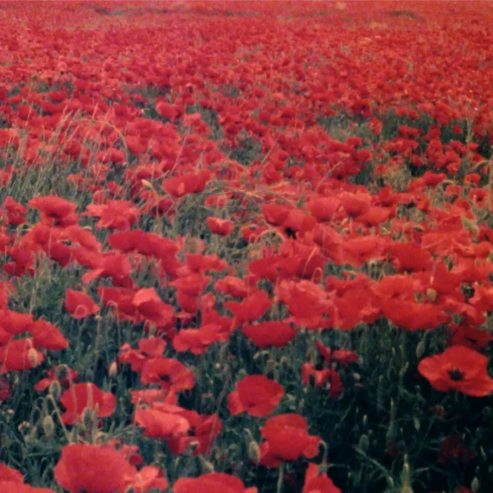 LES COQUELICOTS
