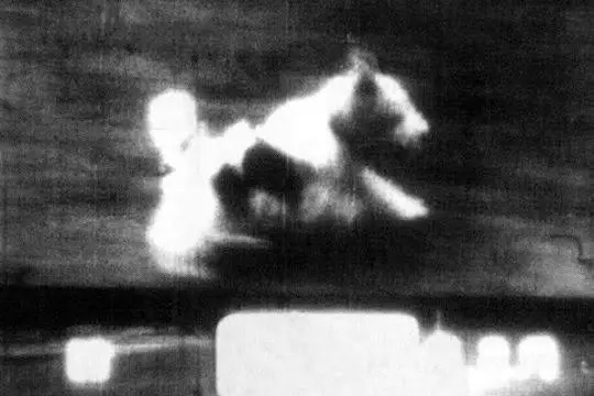 little dog_ny